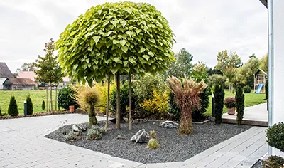 Vorgarten mit Formgehölz