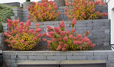 Bepflanzte Mauerkrone mit herbstlich gefärbten Sträuchern